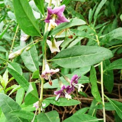 Lycium barbarum planta