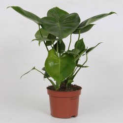 Monstera deliciosa - 1 planta (Compra grupal)