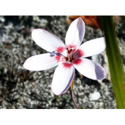 Geissorhiza ovata - 15 semillas