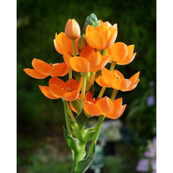 Ornithogalum dubium - 10 semillas