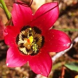 Romulea amoena - 10 semillas