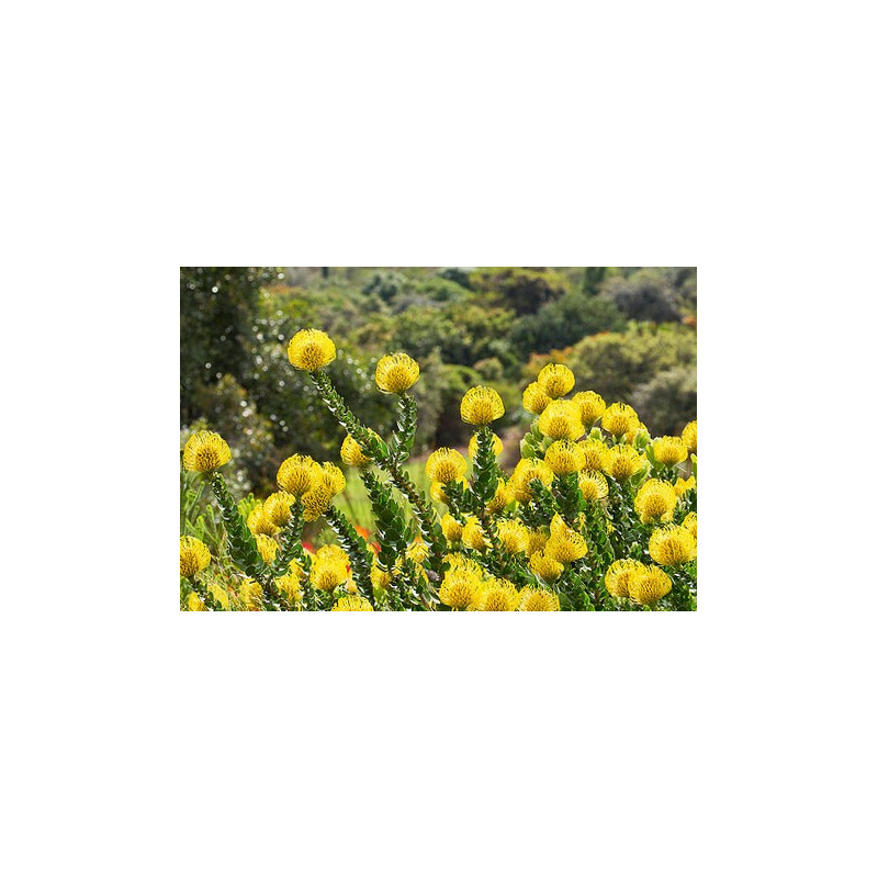 Leucospermum cordifolium 'Amarillo' - Sobre 5 semillas