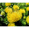 Leucospermum cordifolium 'Amarillo' - 5 semillas