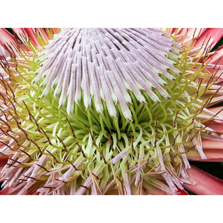 semillas de Protea cynaroides flor en verano planta sudafrica