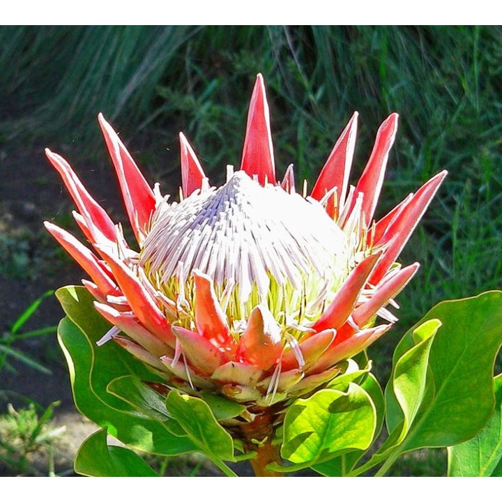 semillas de Protea cynaroides que florece en invierno en sudafrica