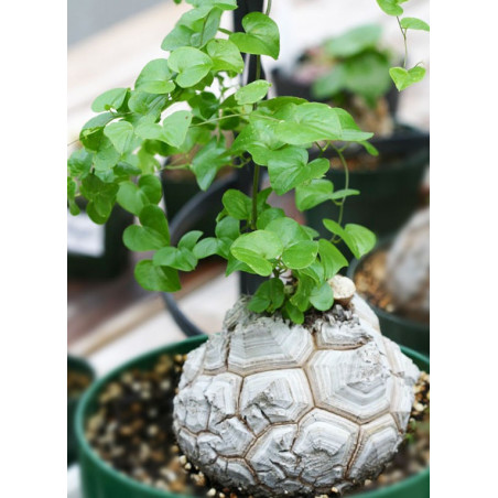 Dioscorea elephantipes - Sobre 4 semillas