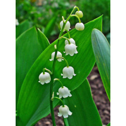 Lirio de los Valles (Convallaria majalis)  - 1 planta