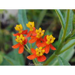 Asclepias curassavica - 1 planta