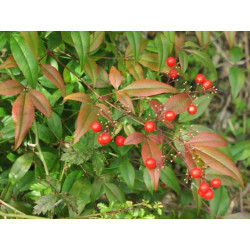 Nandina domestica