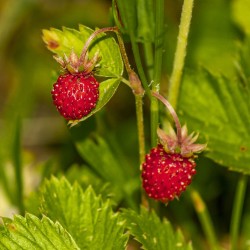 Fresas Golden Alexandría - 50 semillas