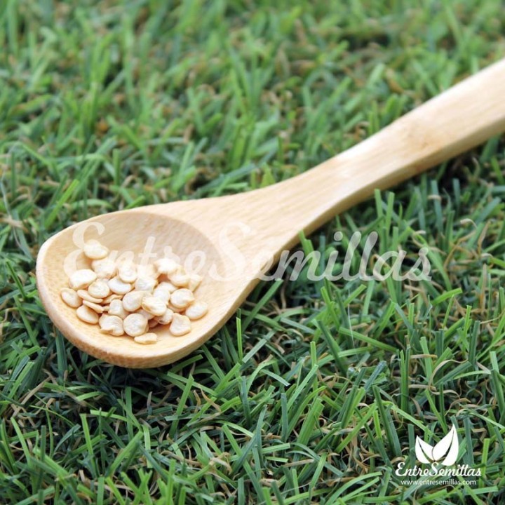Semillas de Pimiento Verde Italiano Dulce | Comprar semillas online
