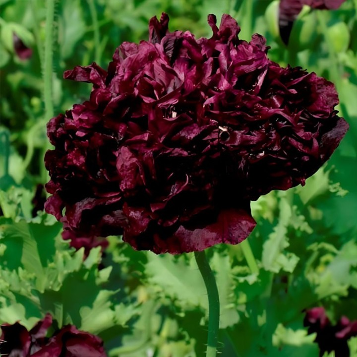 Semillas de Amapola Somnífera Black Peony (Papaver somniferum) | Tienda de semillas