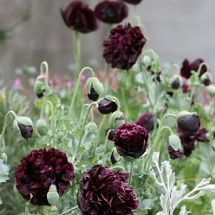 Semillas de Amapola Somnífera Black Peony (Papaver somniferum) | Tienda de semillas