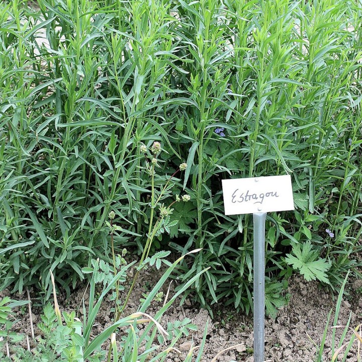 semillas de Artemisia dracunculus