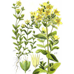 Hypericum tetrapterum - 100 semillas