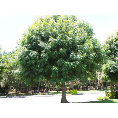 Fraxinus griffithii