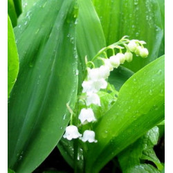 Convallaria majalis - Sobre 6 semillas