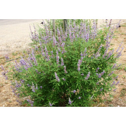 Vitex de wikipedia