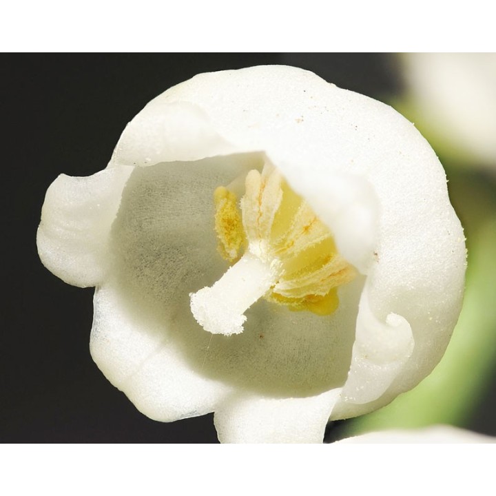 semillas de convallaria majalis convalaria muguet