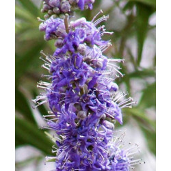 Vitex de wikipedia