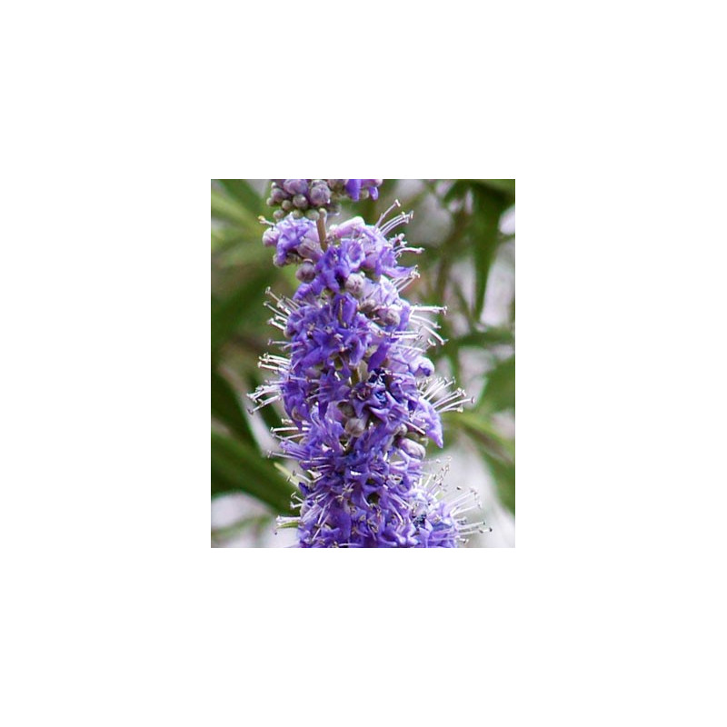 Vitex de wikipedia