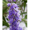 Vitex de wikipedia