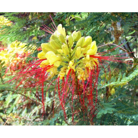 Caesalpinia gilliesii - Sobre 10 semillas