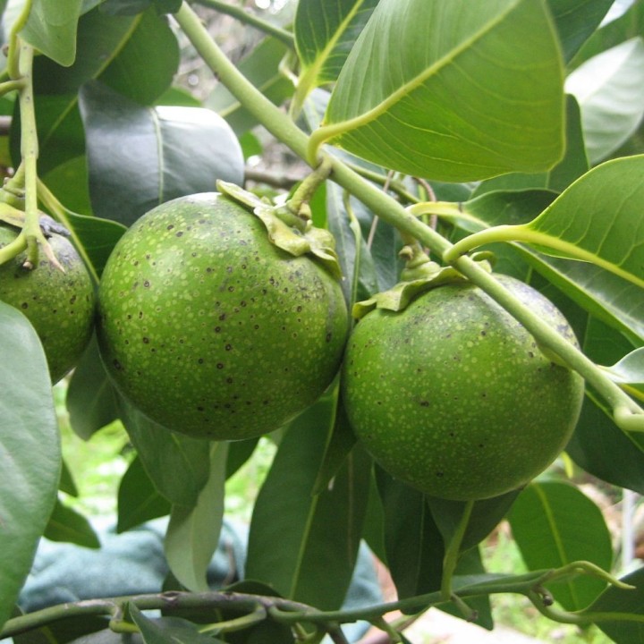 Semillas de Zapote negro (Diospyros nigra) D. digyna fruta chocolate