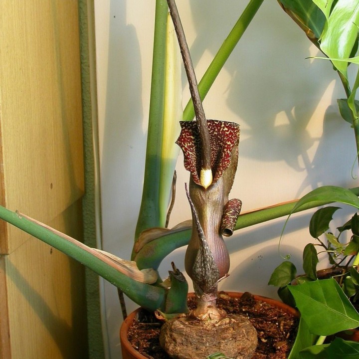 Flor de serpiente - Semillas