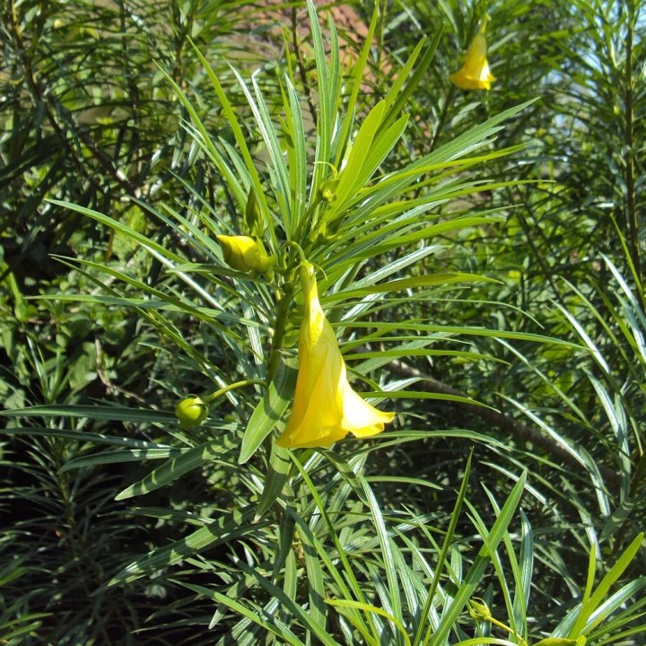Campanilla amarilla - Semillas