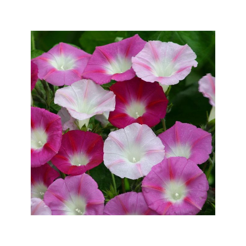 Ipomoea purpurea 'La Vie en Rose'