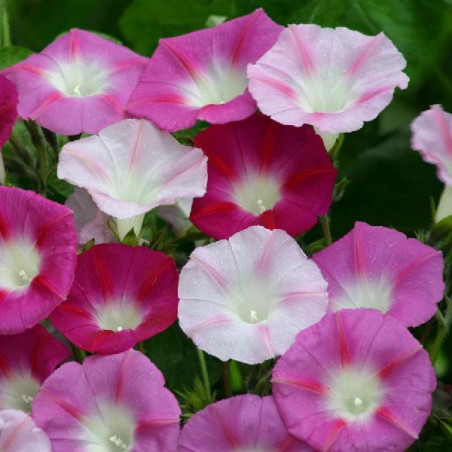 Ipomoea purpurea 'La Vie en Rose'