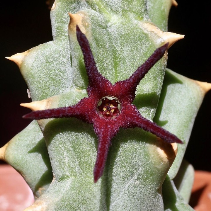 Quaqua mammillaris - Semillas