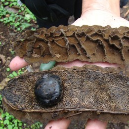 Mucuna urens - Semillas