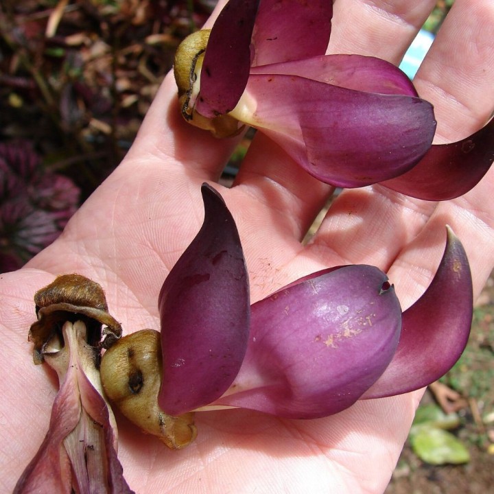 Mucuna negra - Semillas
