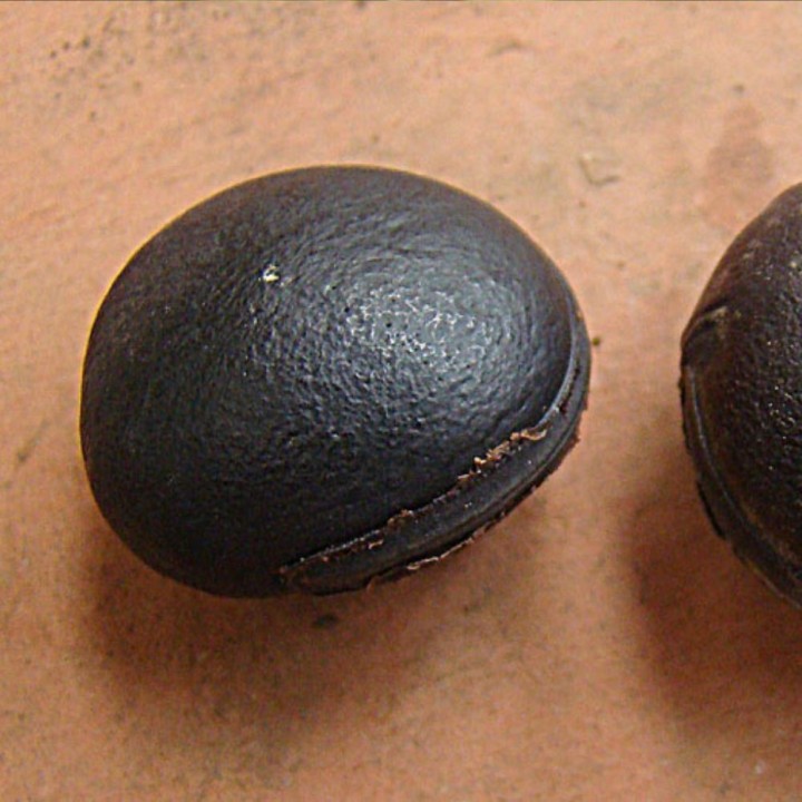 Mucuna holtonii - Semillas