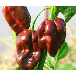 Pimiento Habanero Chocolate - 20 semillas