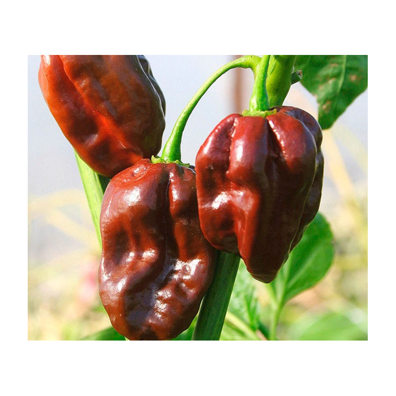 Pimiento Habanero Chocolate - 20 semillas