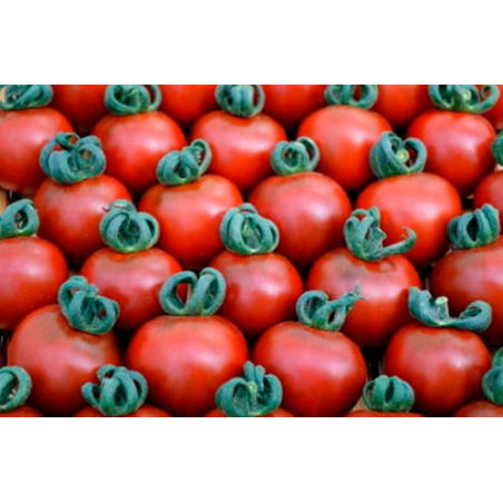 Tomate Cherry Bronce - Sobre 15 semillas