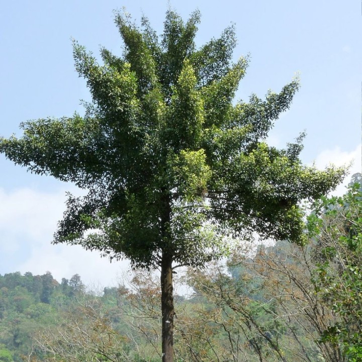 Tamarindo de la India - Semillas