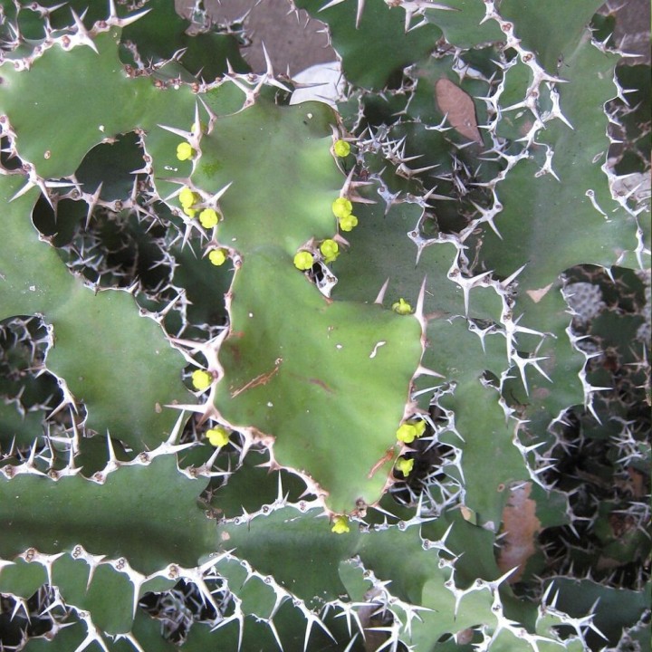 Euforbia cornuda - Semillas