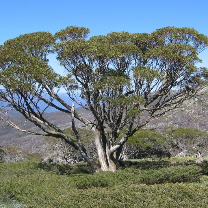 Eucalipto de las nieves - Semillas