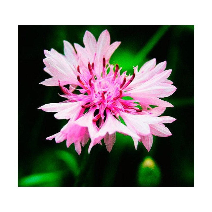 Semillas de azulejo rosa centaurea cyanus pink