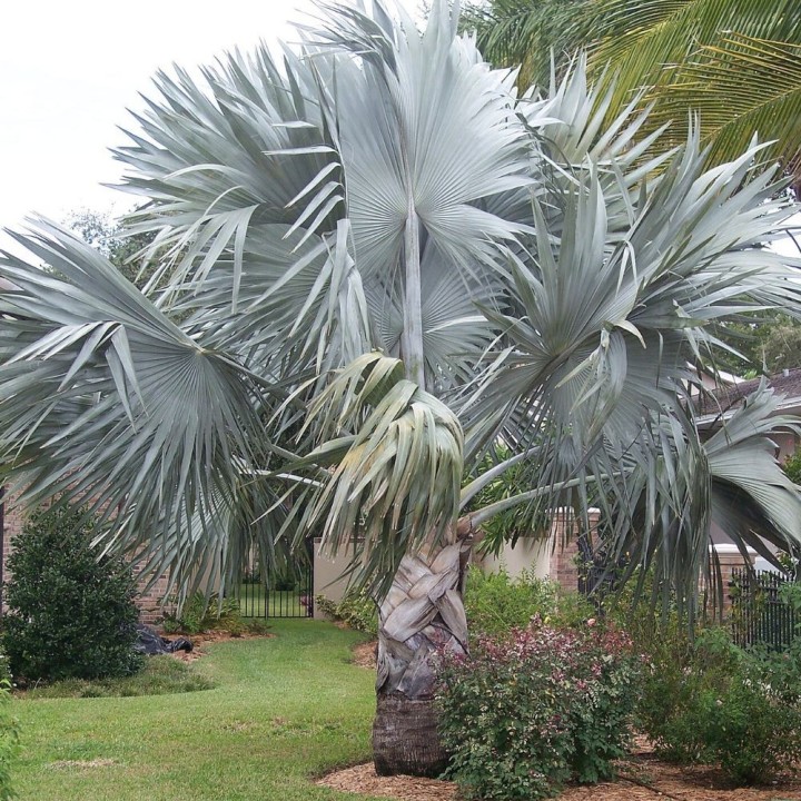 Palmera de Bismarck - Semillas