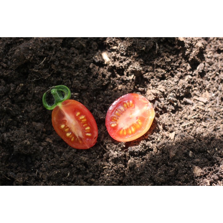 Tomate Caperucita Frambuesa - Semillas