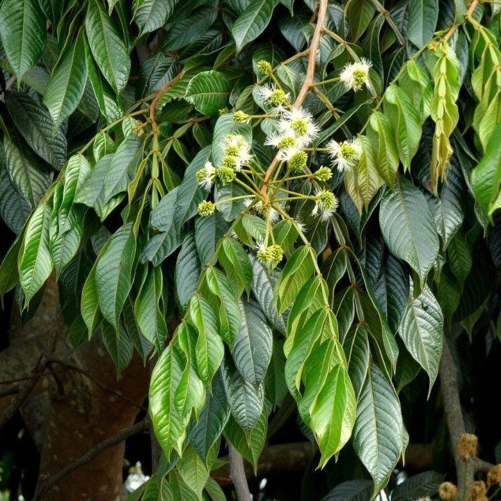 Inga - Planta