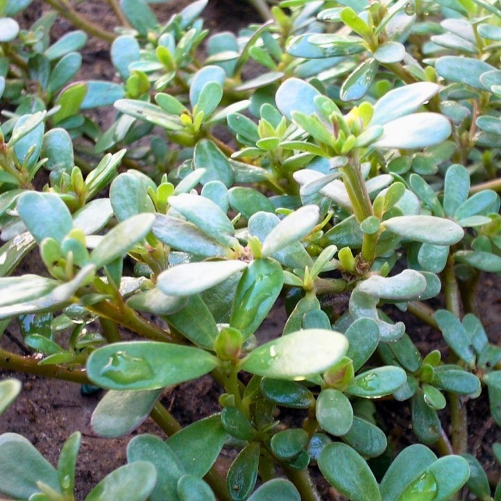 Semillas de Verdolaga (Portulaca oleracea) | Especialistas en semillas