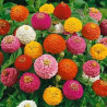 Zinnia elegans 'Lilliput variado'