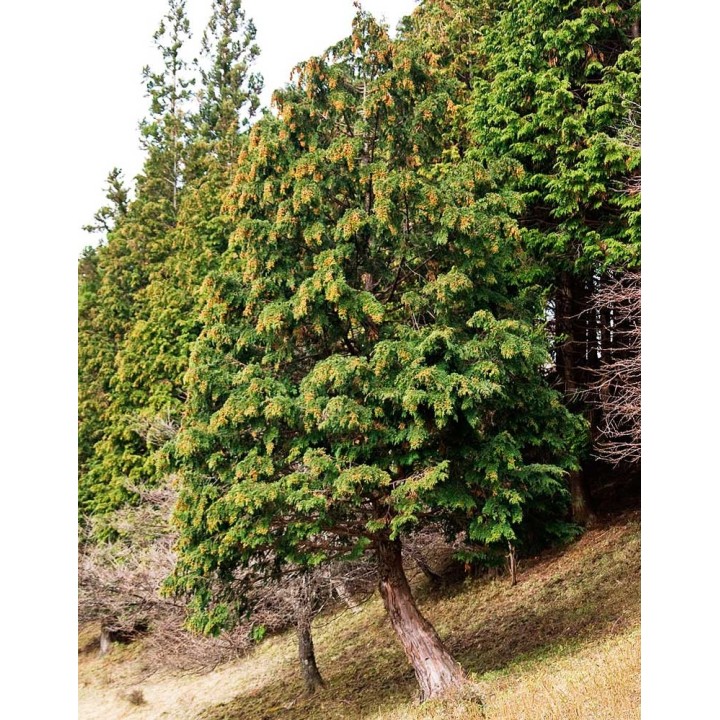 semillas de cipres de hinoki Chamaecyparis obtusa para bonsai