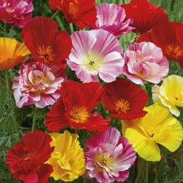 Amapola de California Ballerina - Semillas